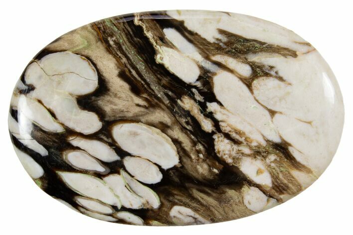 Polished Petrified Peanut Wood - Australia #341899